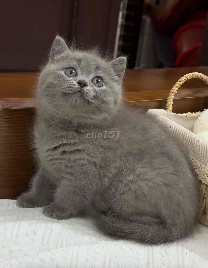 Ищу новый дом для кота
