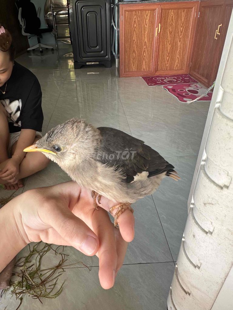 Птенец какаду