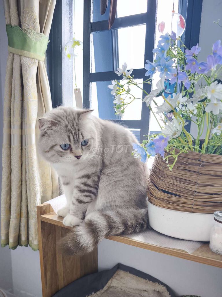 Услуги вязки британских короткошерстных кошек