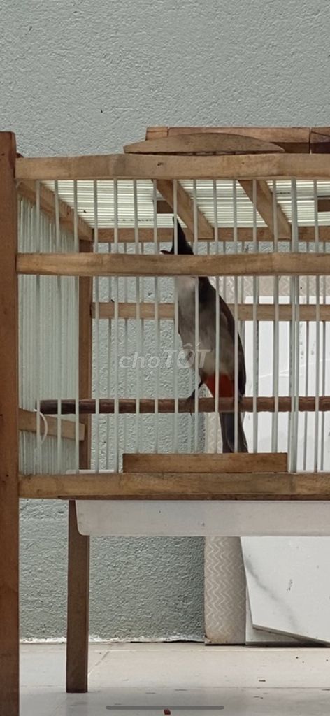 Самка бюльбюля