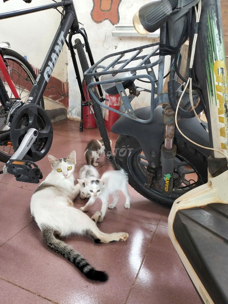 Отдам котят в добрые руки, не продаю.