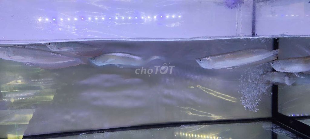 Серебряная арована 23-24 см