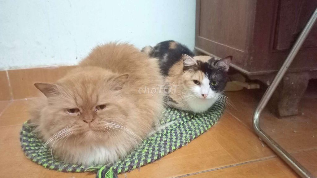 Рыжий, трехцветный, белый котенок