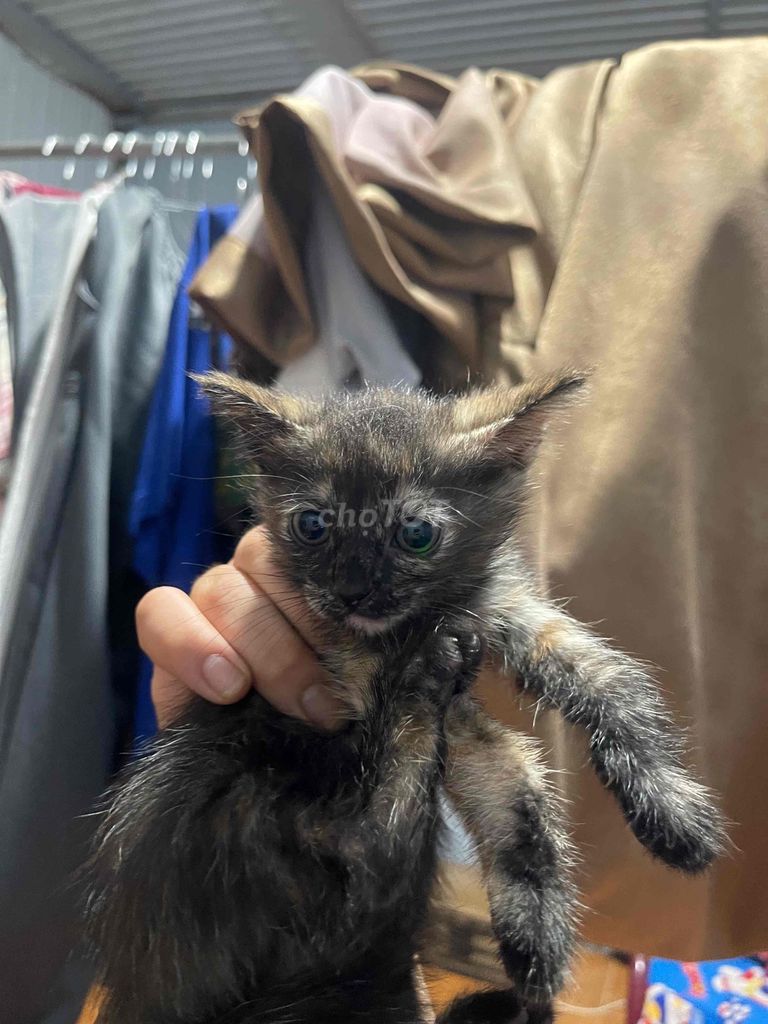 Котята породы Трёхцветная, мальчики/девочки, окрас чёрный, белый, рыжий