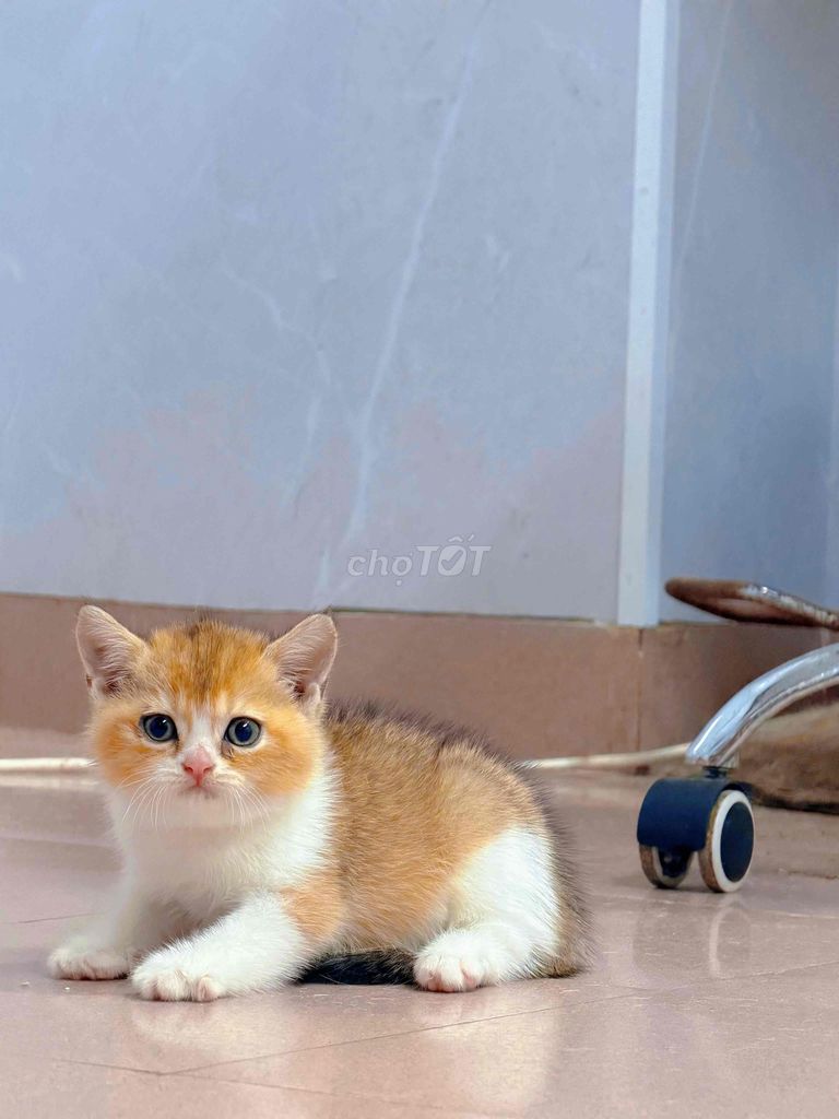 Кот Биголден