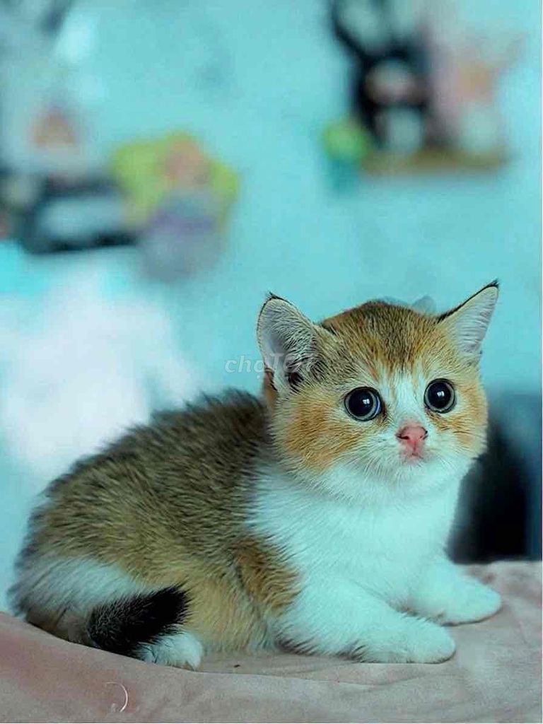 Котенок Биголден, сделана 1 прививка