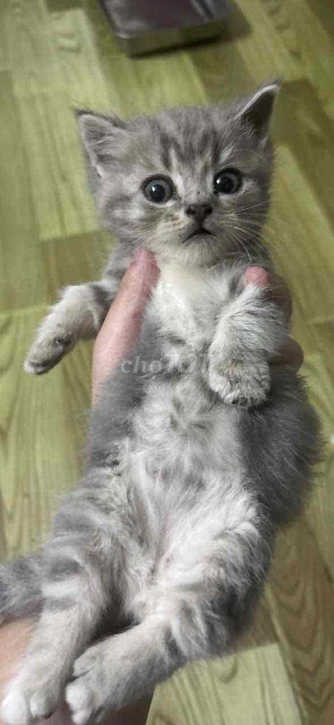 Котенок ALN коротколапый серый полосатый