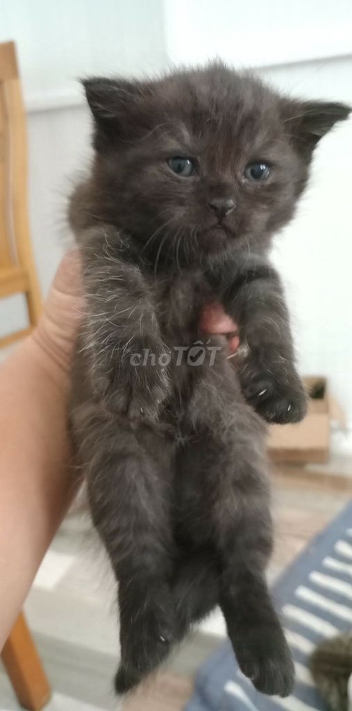 Черный кот с гладкой шерстью, ласковый, здоровый