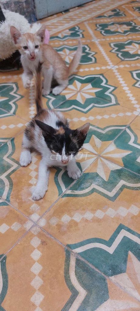 Разноцветные котята
