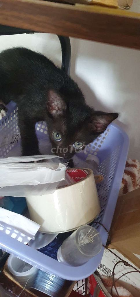 Черный котенок, трехцветный