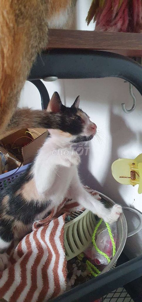 Фото 3: Черный котенок, трехцветный