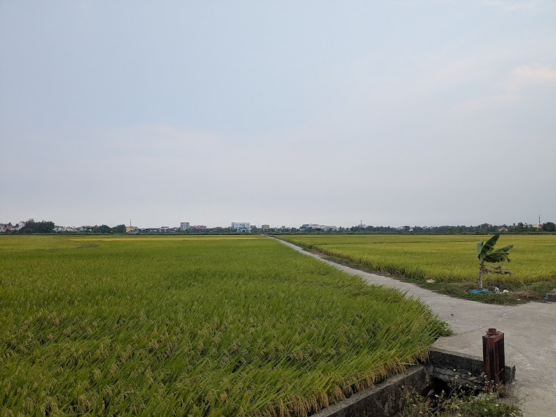 рисовые поля «An Mỹ Rice Fields Hoi An»