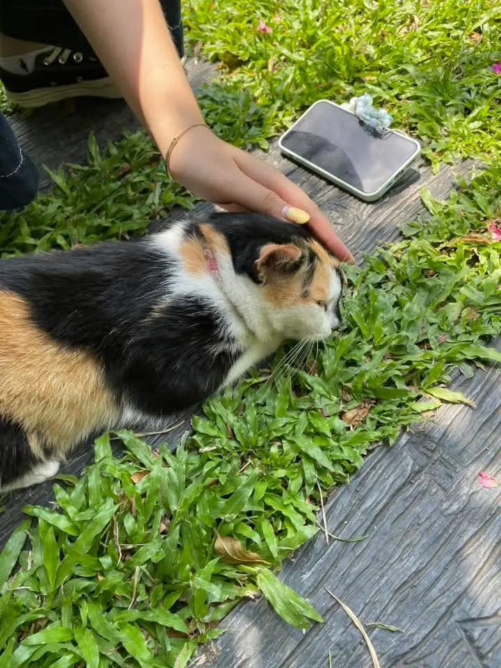 достопримечательность «Friendly Calico Cat»