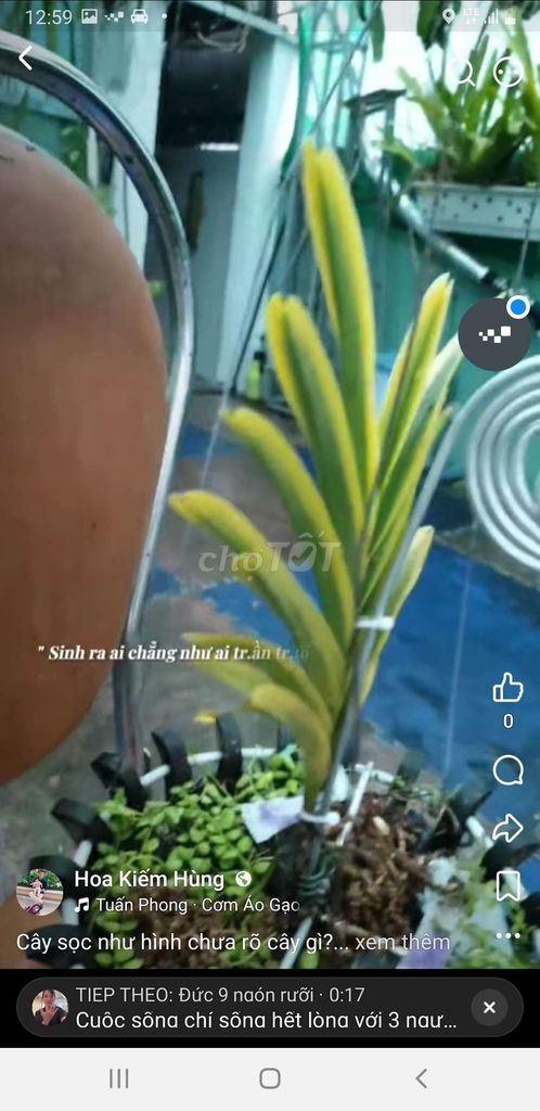 Растение Зеленое Золото