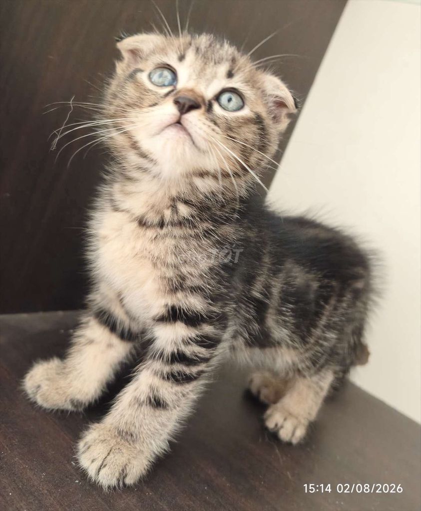 Вунгтау, вислоухий котенок, полосатый, недорого