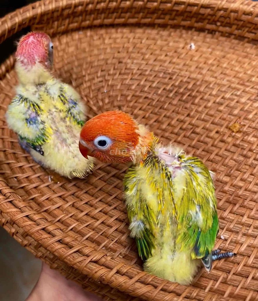 Неразлучник Love bird Euwing green красный Легко содержать