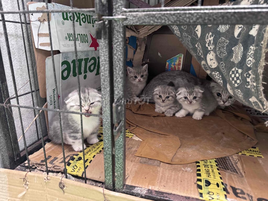 Фото 3: Британская короткошёрстная вислоухая кошка серо-белая