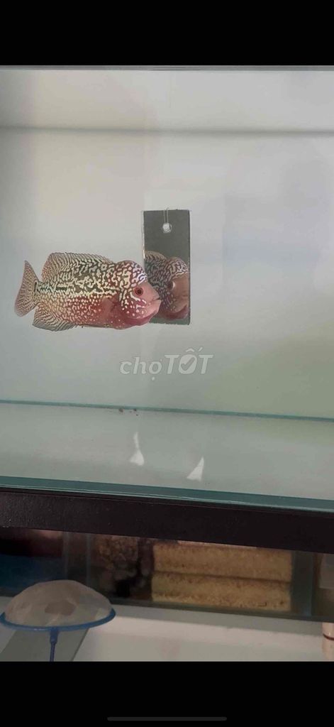 red kamfa full châu