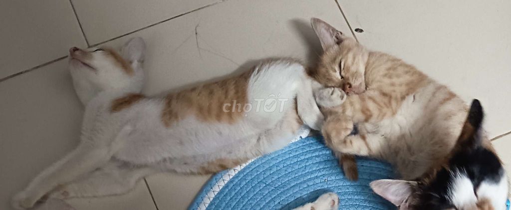 Домашние кошки