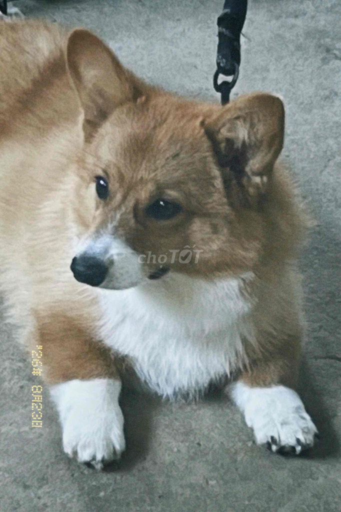 Фото 3: Щенок корги 7 месяцев, 3 прививки