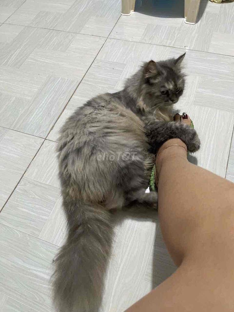 Кошка Мейн-кун серая