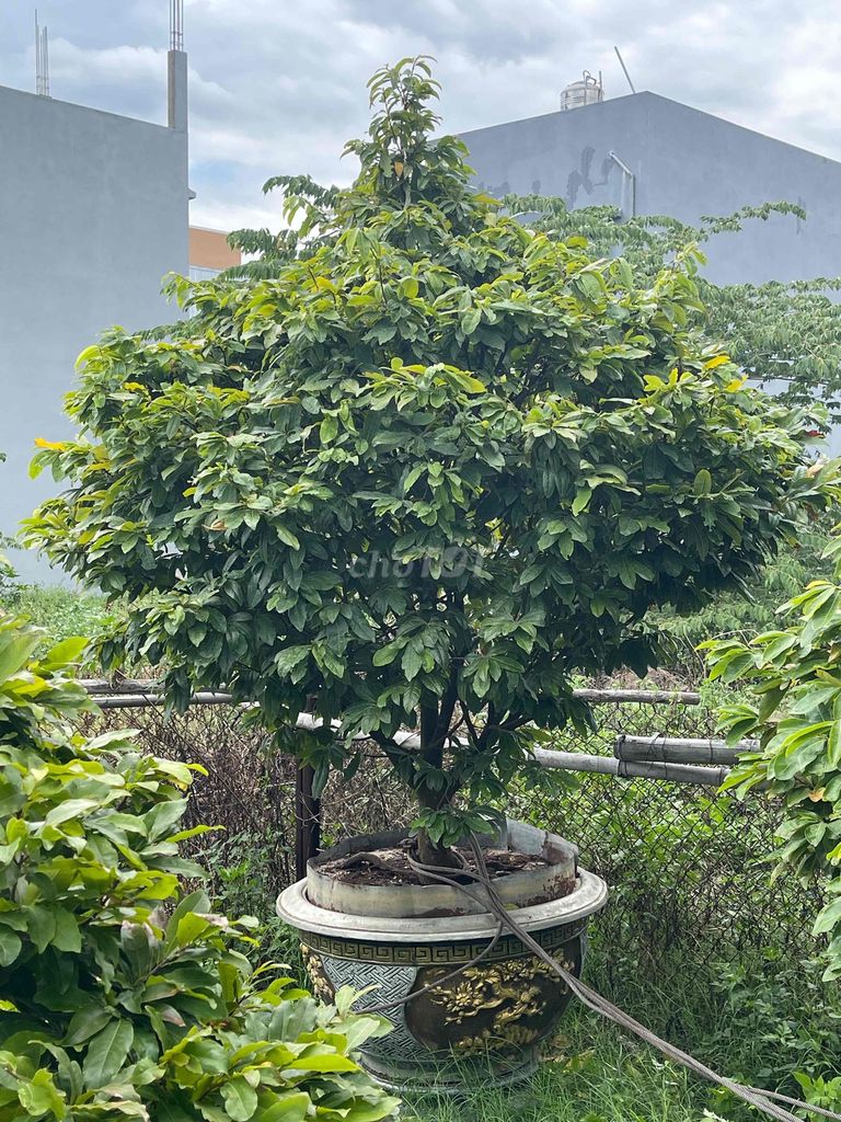 Продам горшок с зелеными побегами май