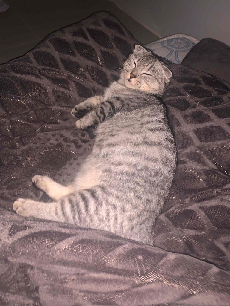 Котенок Манчкин Фолд, девочка, серо-серебристый табби