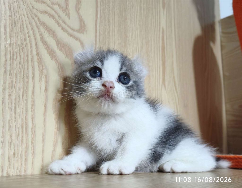 Фото 2: Американский вислоухий кот, бело-серый, розовый нос, Вунгтау