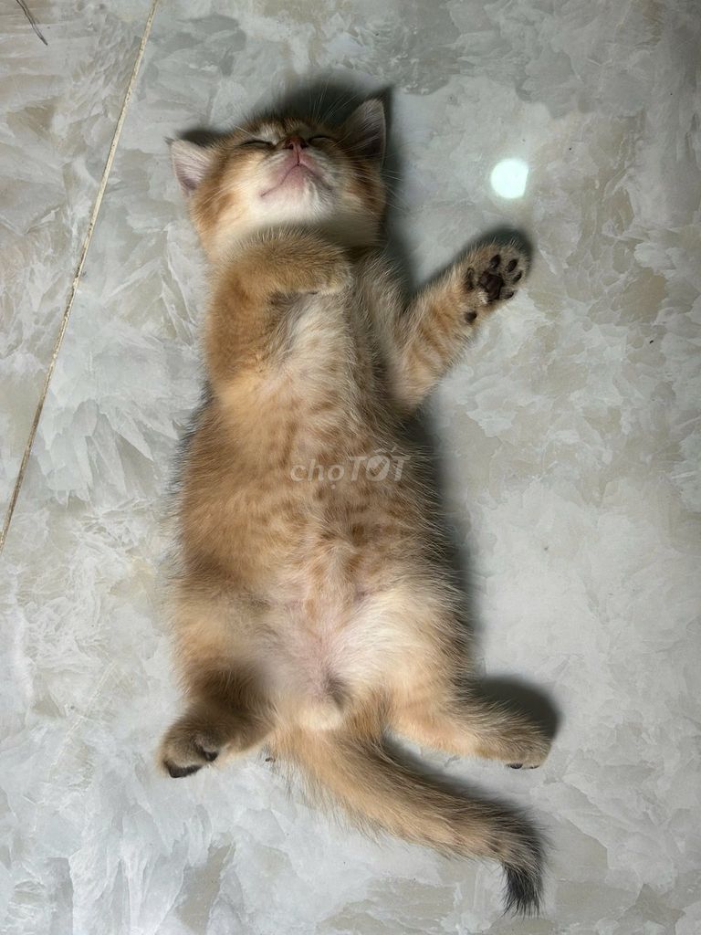 Котята ALN Golden и Серо-Голубые, обоим меньше 3 месяцев