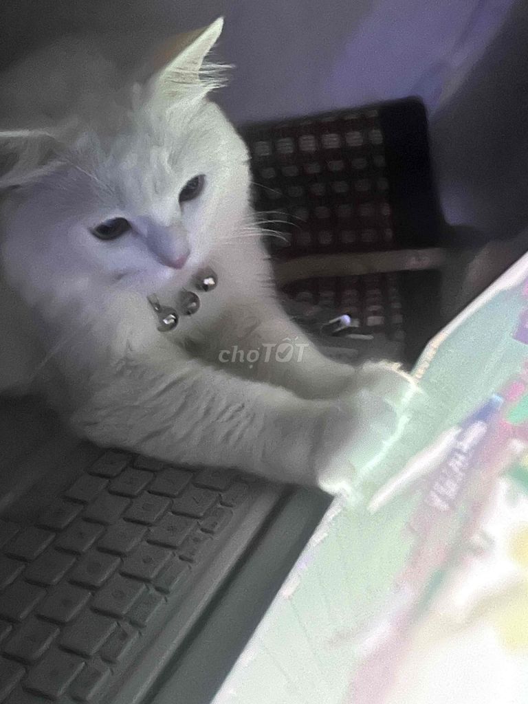 Британская длинношерстная белая кошка, 1 месяц, привита