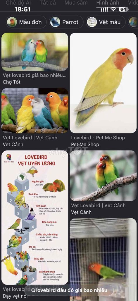 Африканский неразлучник Lovebird, размер 13-17 см