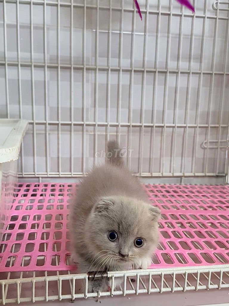 Кот биголден