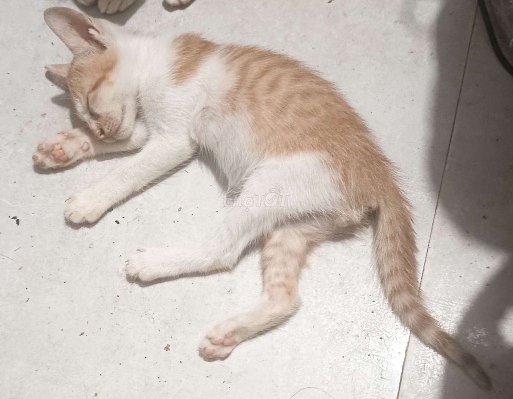 Фото 2: Домашние кошки