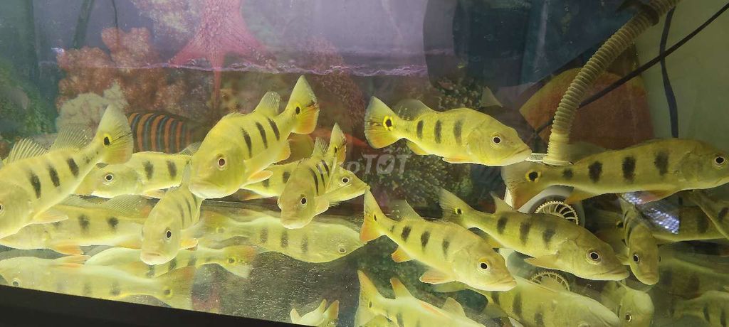 Рыба Хоанг Бао Йен 13-15 см, золотая