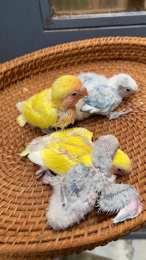 Молодые разноцветные неразлучники (Lovebird)