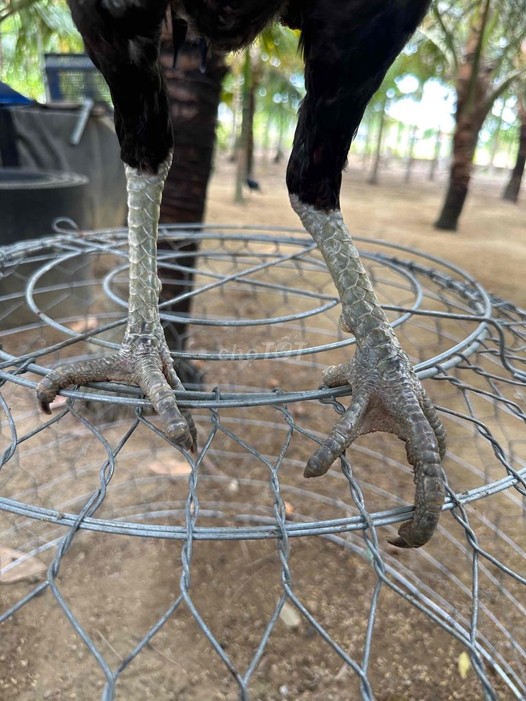Фото 2: Gà chọi tía 2.7kg chân xanh