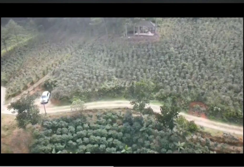Фыонг 7, Далат
