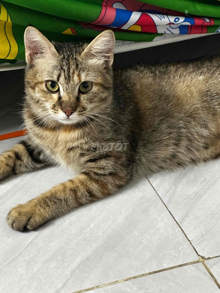 Отдам доброго полосатого кота