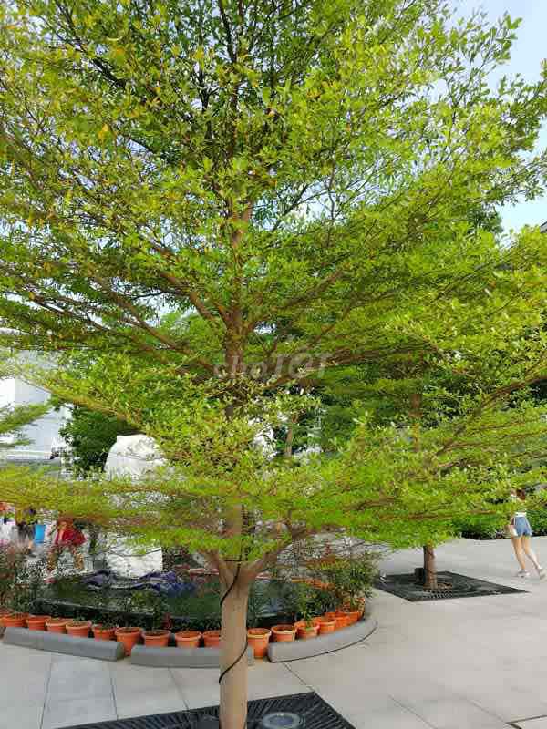 Отдам дерево банг Тайвань тому, кому нужно