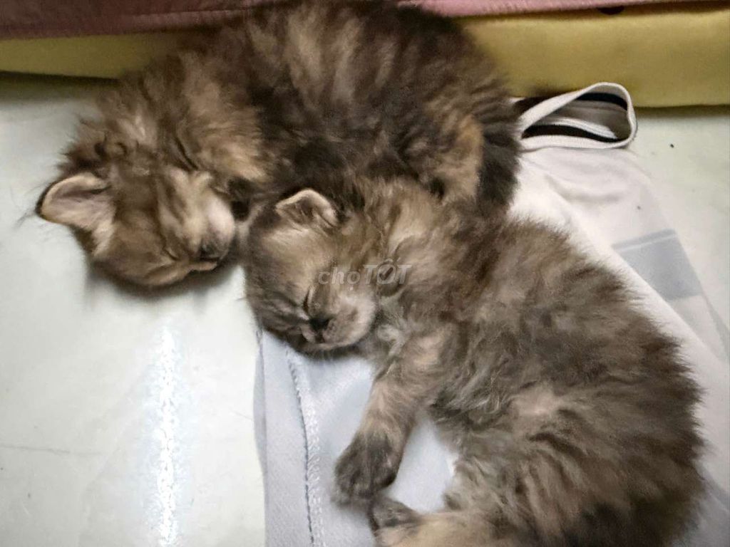 Серый и рыжий котёнок манчкин, 1 месяц