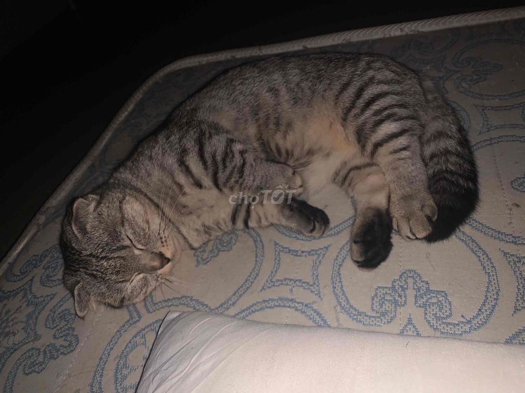 Кошка Манчкин Фолд, девочка, 4.5 месяца, серебристый табби