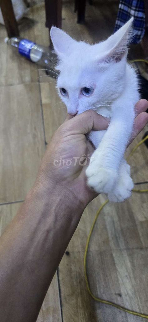 Белый длинношерстный кот