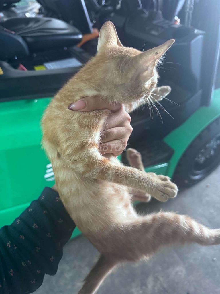 Котенок породы рыжий, девочка
