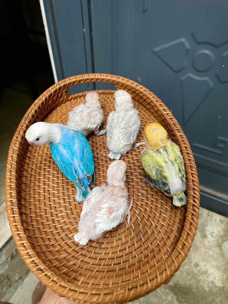 Волнистые попугаи love bird разных цветов, молодые