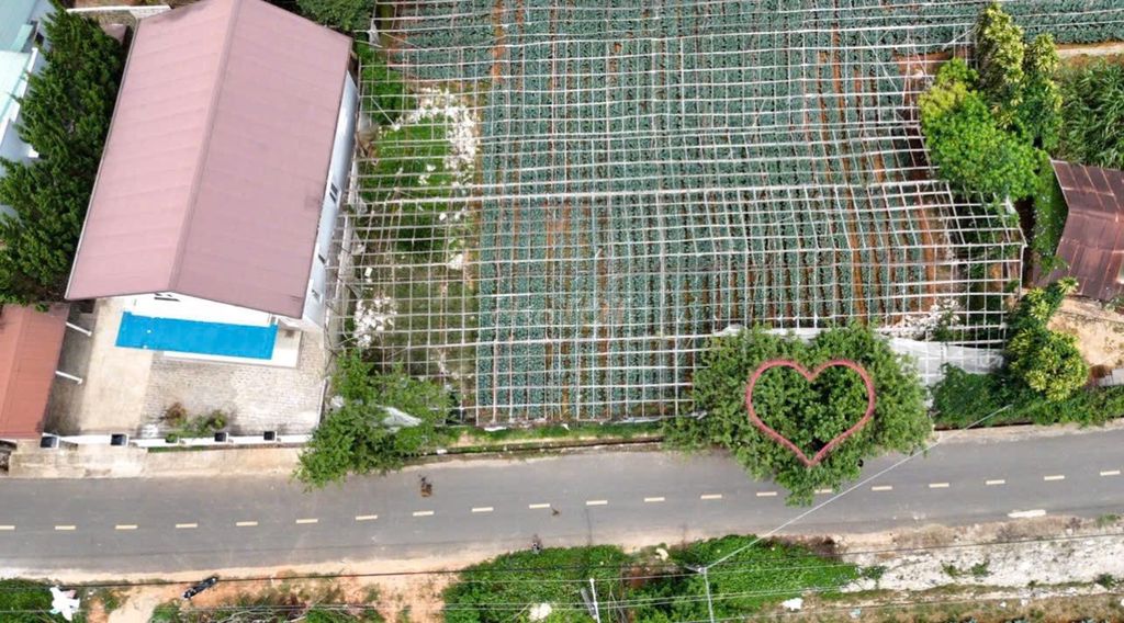 Фото 3: Đất Mặt Tiền Đường Đa Phú, Phường Lang Biang - Đà Lạt - Lâm Đồng