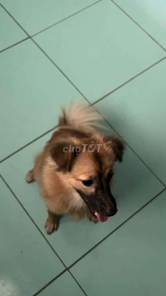 Chó Poodle nâu 6 tháng tuổi