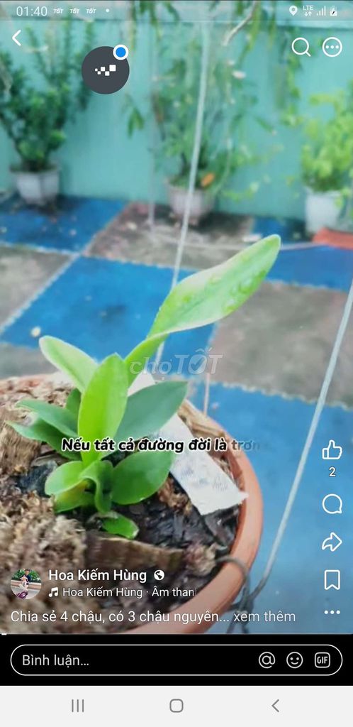 Фото 3: Орхидеи 4 горшка Зеленые листья