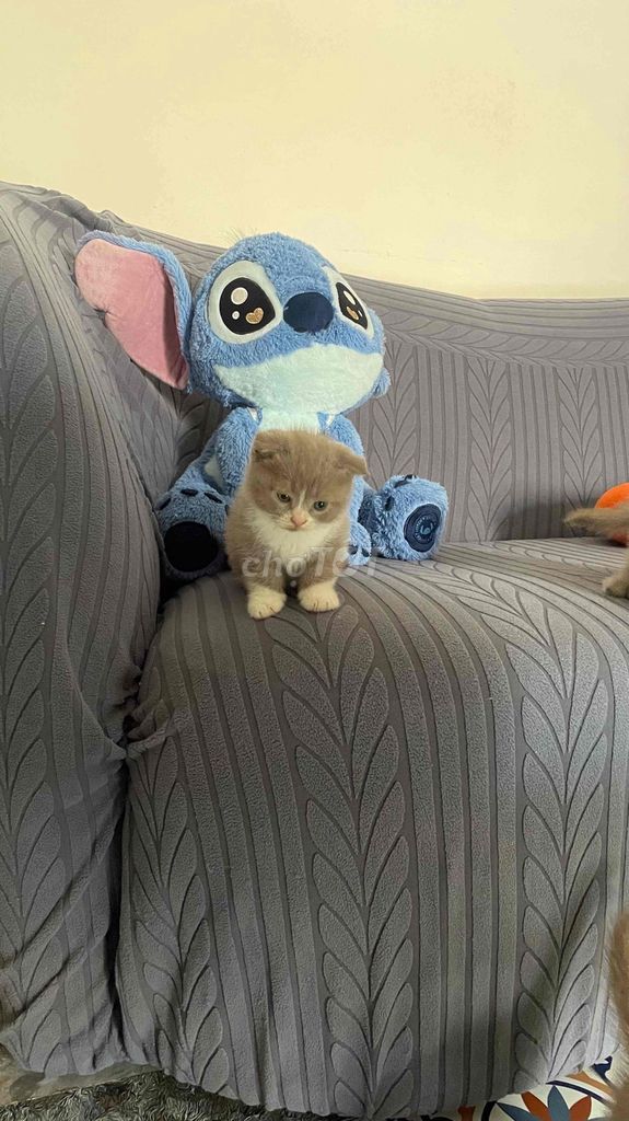 Продам британскую кошку