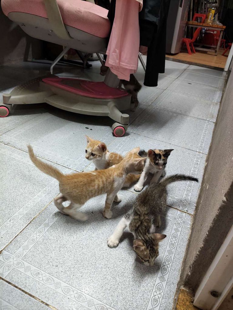 Разноцветные котята