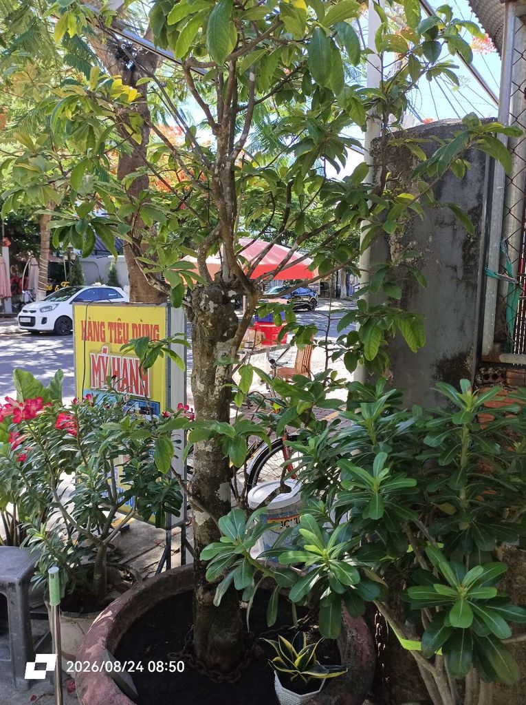 Mai vàng dáng đẹp khỏe màu vàng